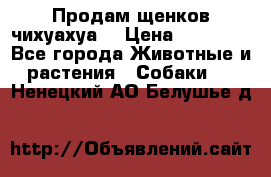 Продам щенков чихуахуа  › Цена ­ 10 000 - Все города Животные и растения » Собаки   . Ненецкий АО,Белушье д.